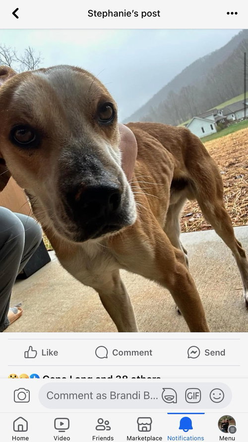 COPPER, an adoptable Hound in Blairsville, GA
