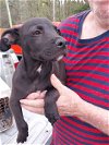 adoptable Dog in blairsville, GA named Waylan