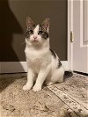 adoptable Cat in blairsville, GA named Cannoli