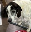 adoptable Dog in blairsville, GA named May