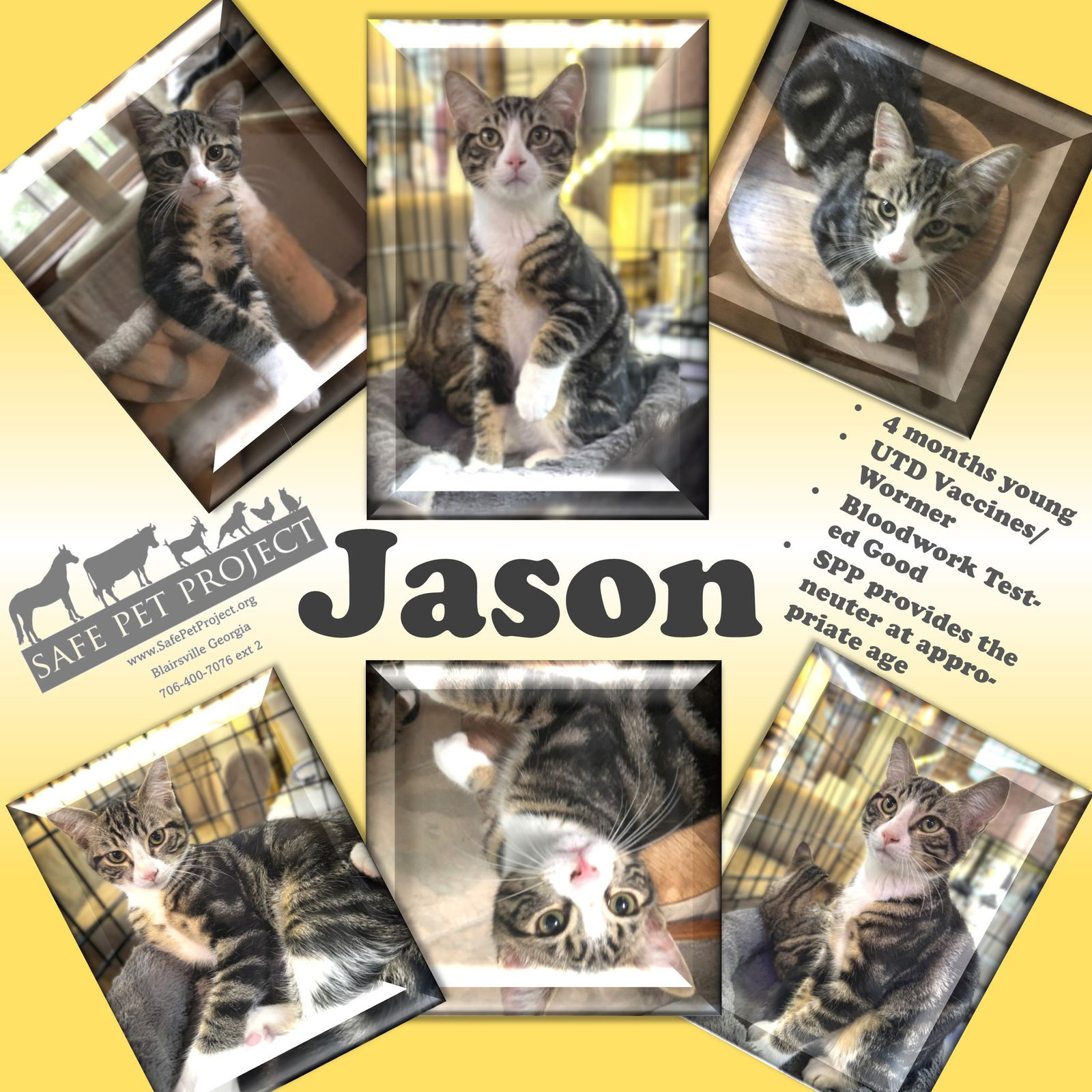 adoptable Cat in Blairsville, GA named Jason