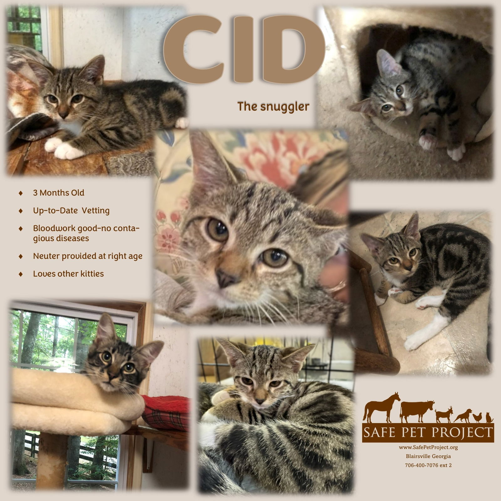 adoptable Cat in Blairsville, GA named Cid