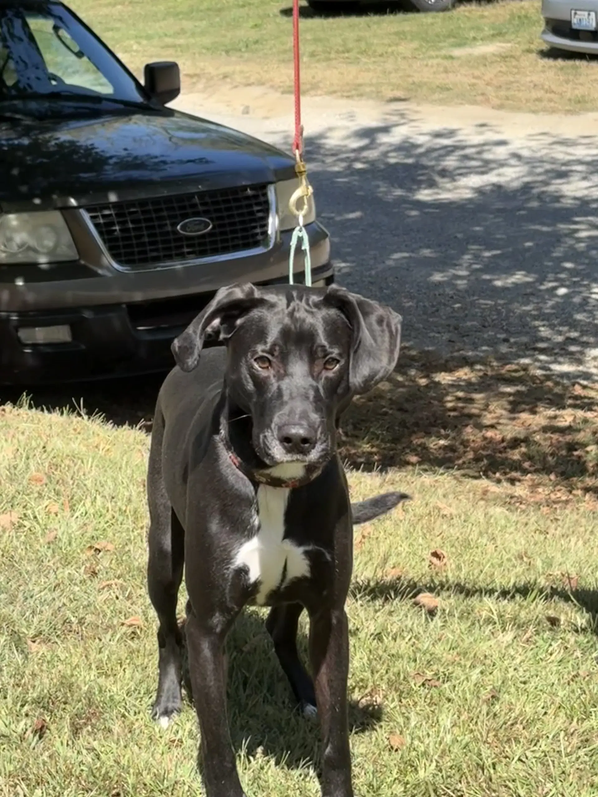 Rudi - Plott Hound