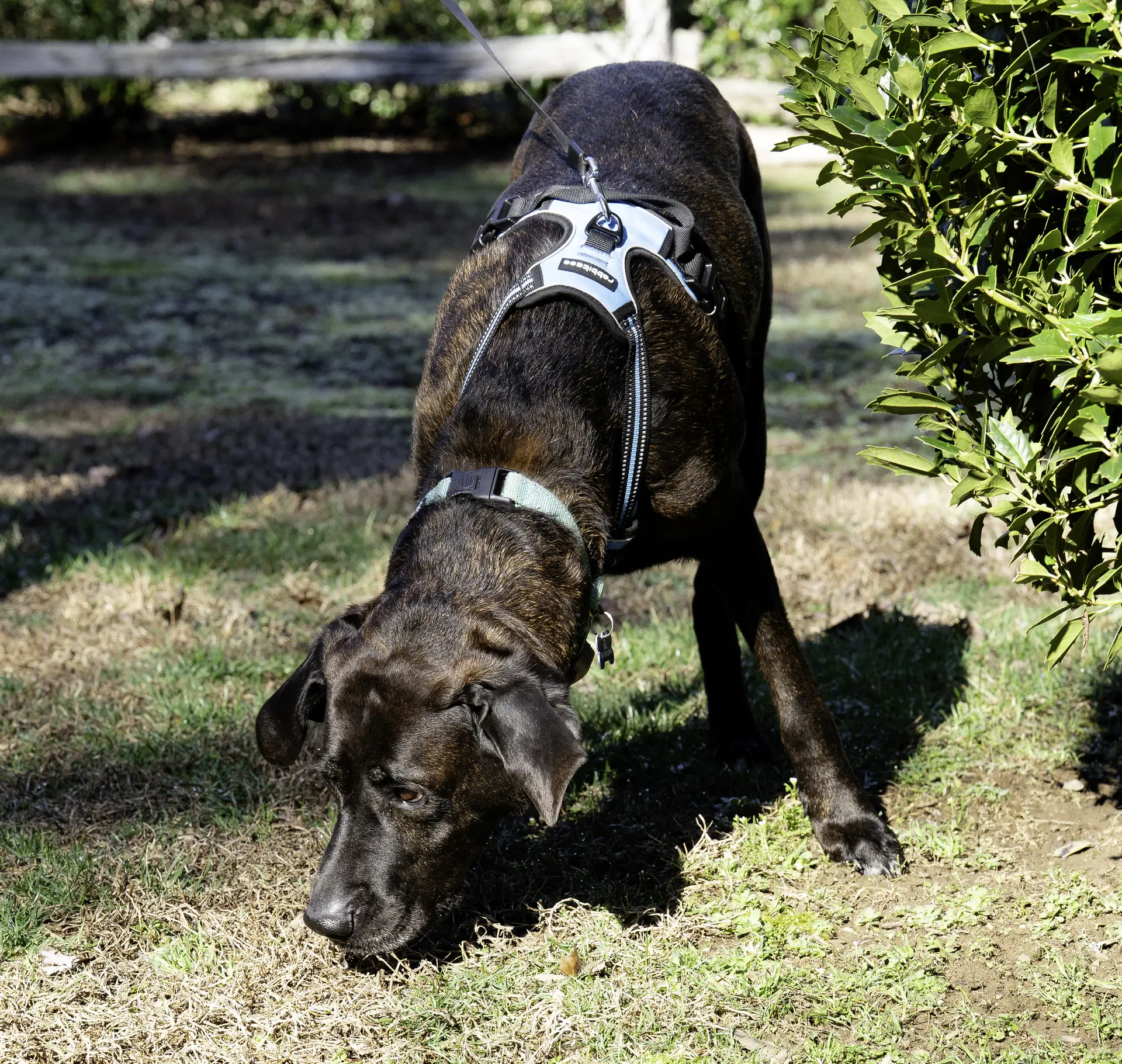 Gus - Plott Hound