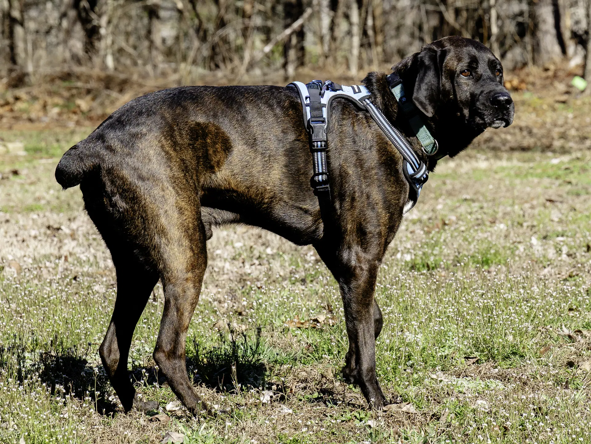 Gus image 3