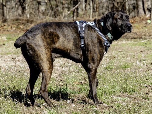 Photo 3 of Gus