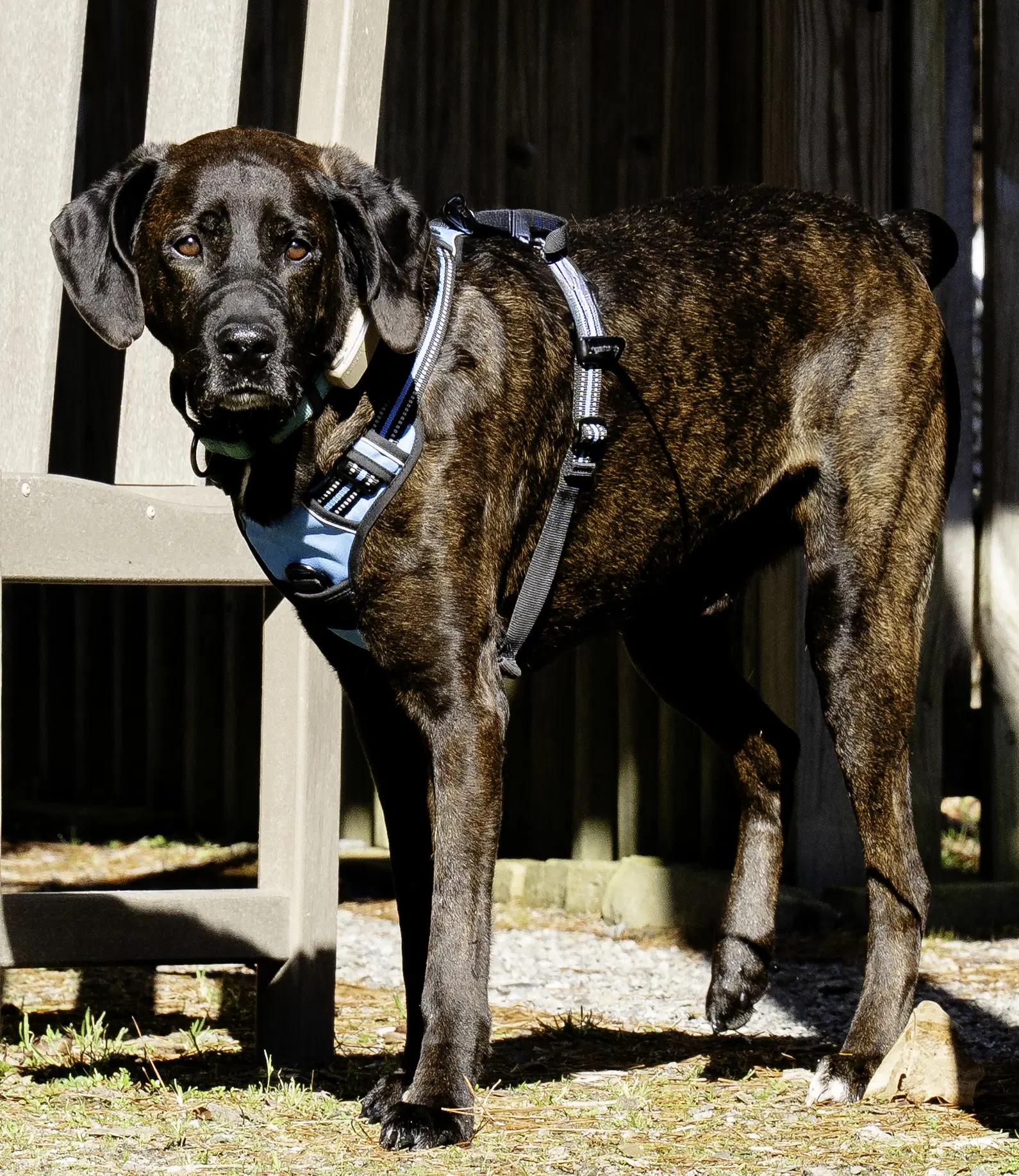 Gus image 4