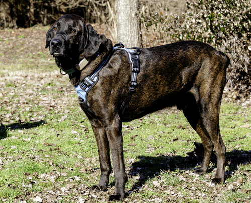 Photo 5 of Gus