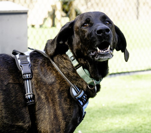 Photo 6 of Gus