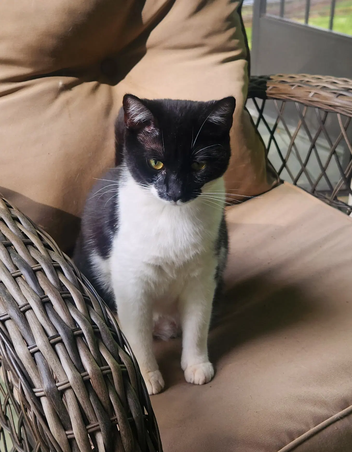 Smooch - Domestic Medium Hair