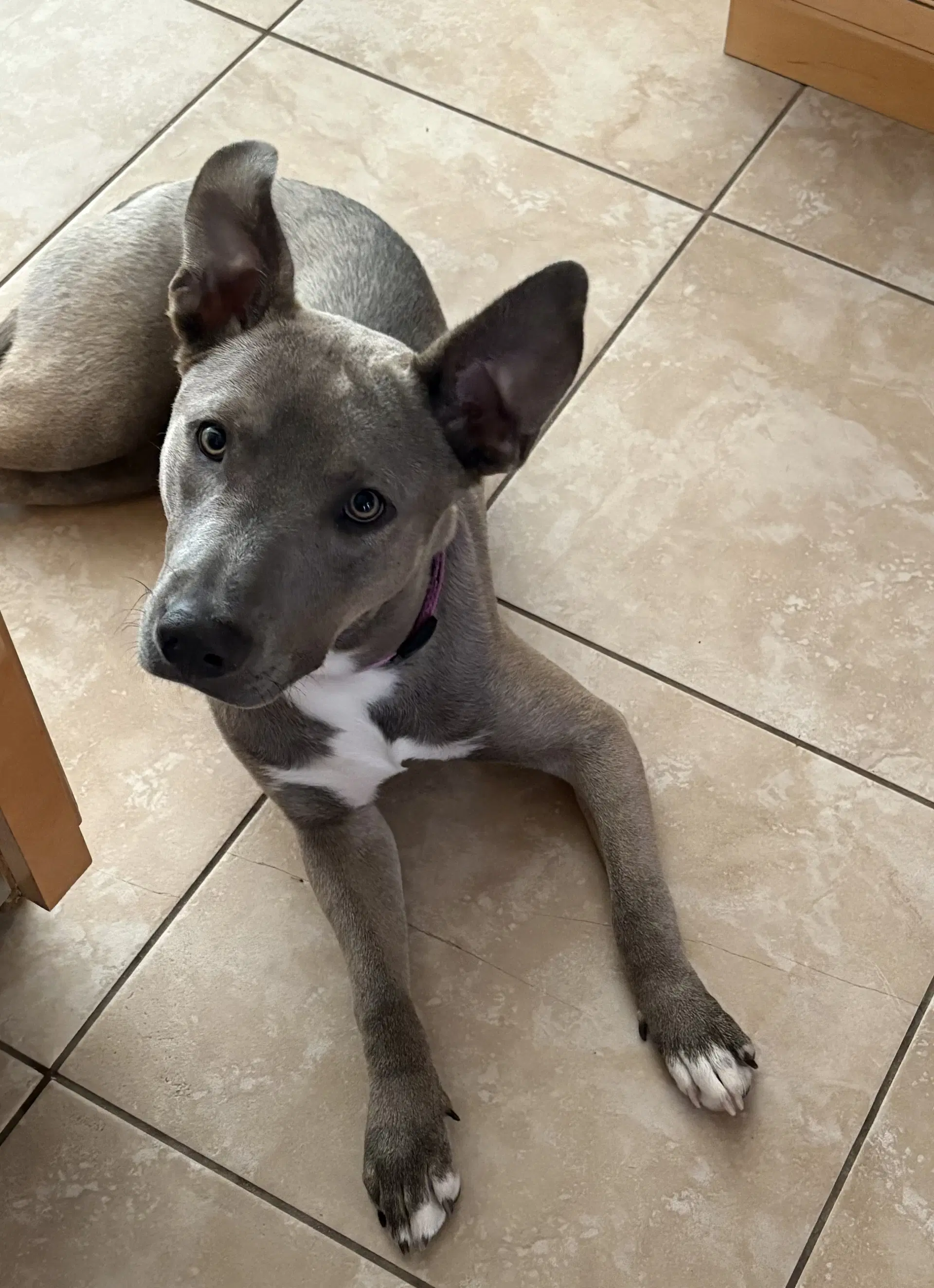 Gizmo image 4