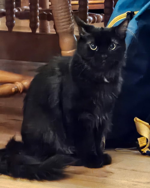 Storm, an adoptable Domestic Medium Hair in Blairsville, GA