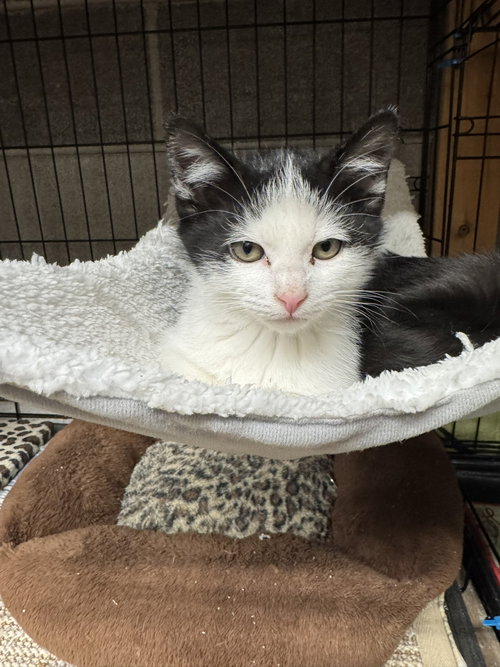 Jasper, an adoptable Domestic Medium Hair in Blairsville, GA