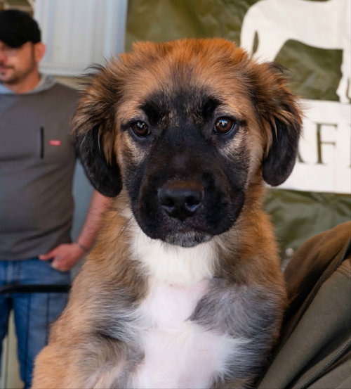 Fluffy, an adoptable Australian Shepherd in Blairsville, GA