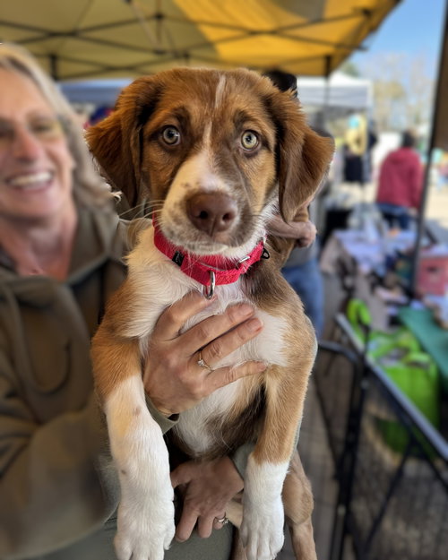 BERNADETTE - Australian Shepherd available for adoption