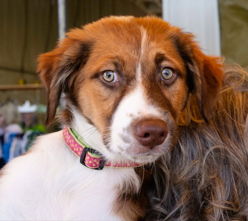 BERNADETTE - Australian Shepherd available for adoption