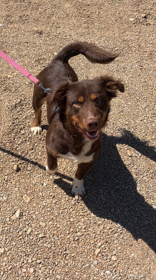 BAILEY - Labrador Retriever available for adoption