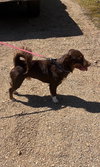 Bailey - Photo 3