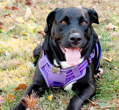 Maggie, an adoptable Labrador Retriever in Blairsville, GA