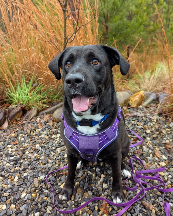 Maggie