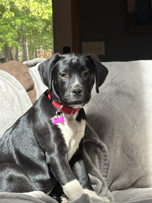Duches, an adoptable Labrador Retriever in Blairsville, GA