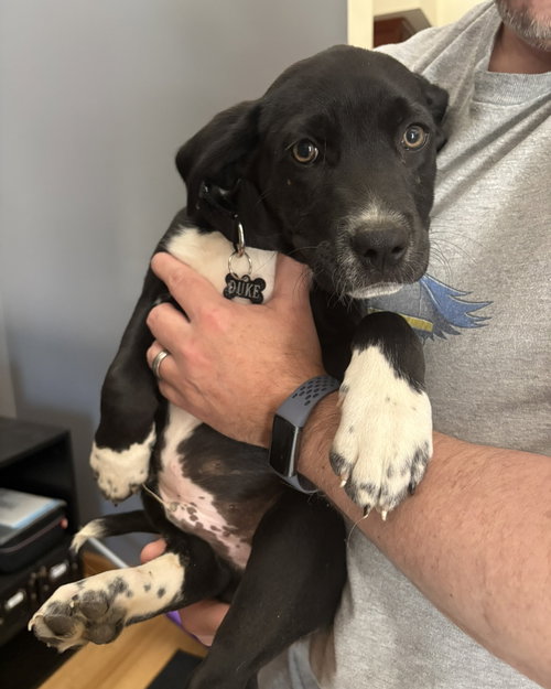 Duke, an adoptable Labrador Retriever in Blairsville, GA