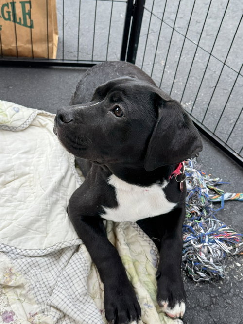 Darcy, an adoptable Labrador Retriever in Blairsville, GA