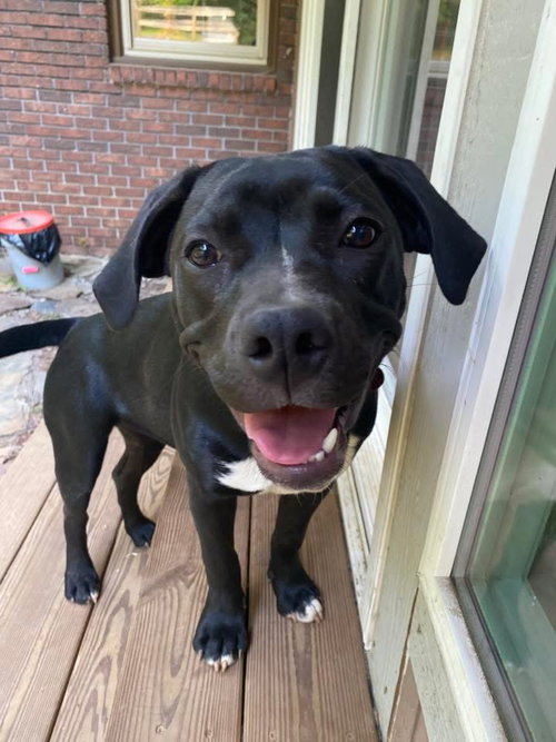 Raven/ Darcy, an adoptable Labrador Retriever in Blairsville, GA