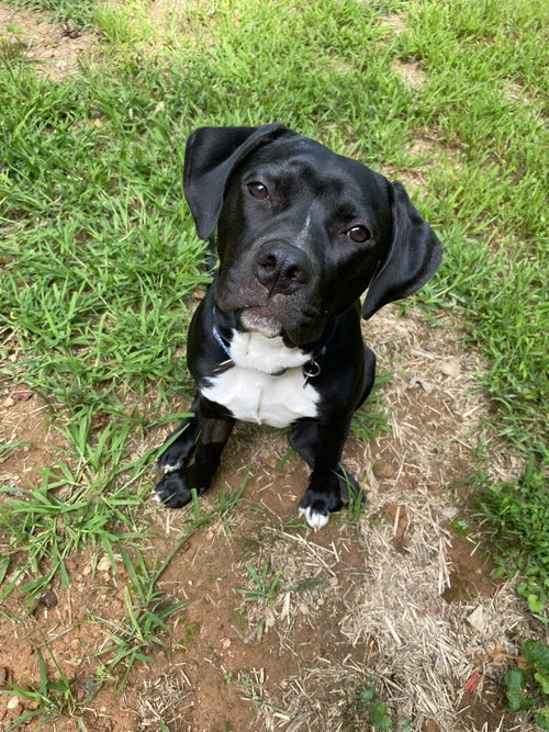 Photo 6 of Raven/ Darcy