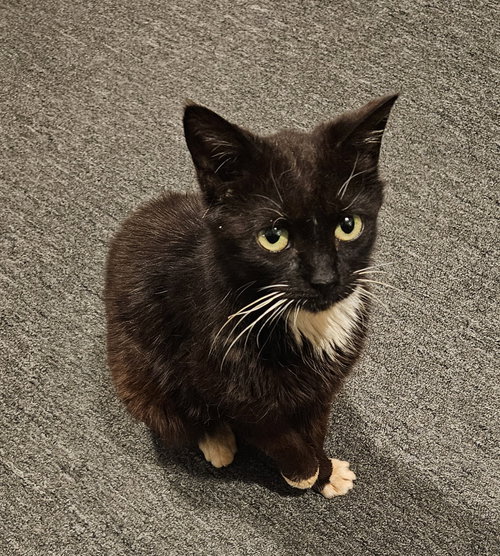 Grace, an adoptable Domestic Medium Hair in Blairsville, GA