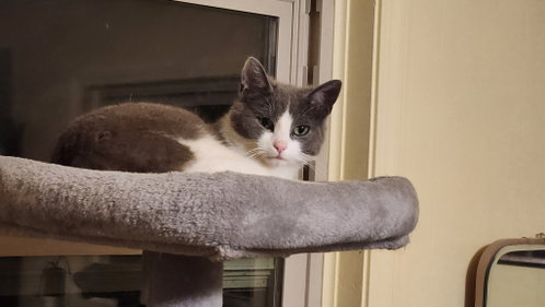 Lincoln, an adoptable Domestic Medium Hair in Blairsville, GA