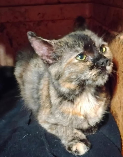 Cally, an adoptable Domestic Medium Hair in Blairsville, GA