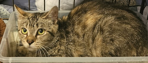 Zena, an adoptable Domestic Medium Hair in Blairsville, GA