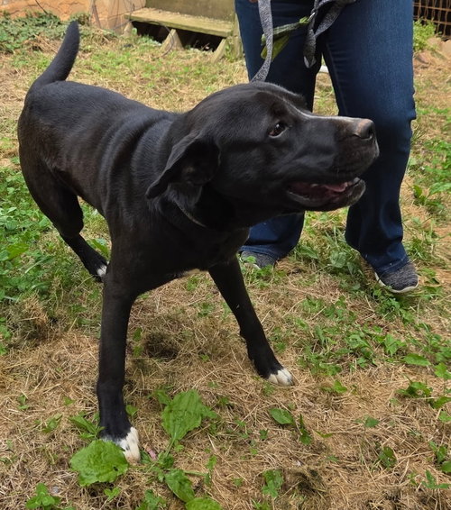 Buddy, an adoptable Labrador Retriever in Blairsville, GA