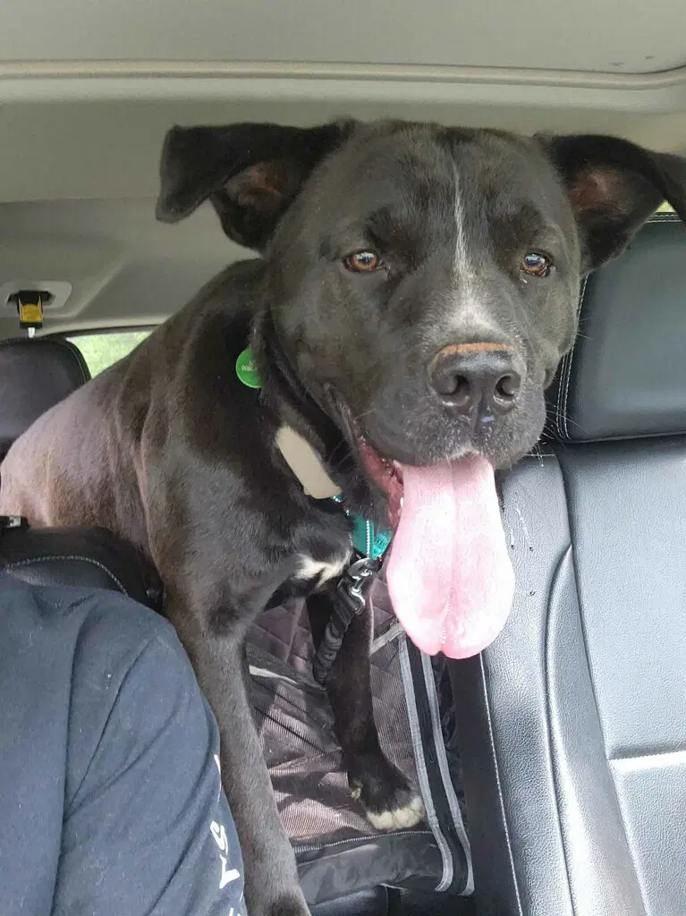 Buddy image 3