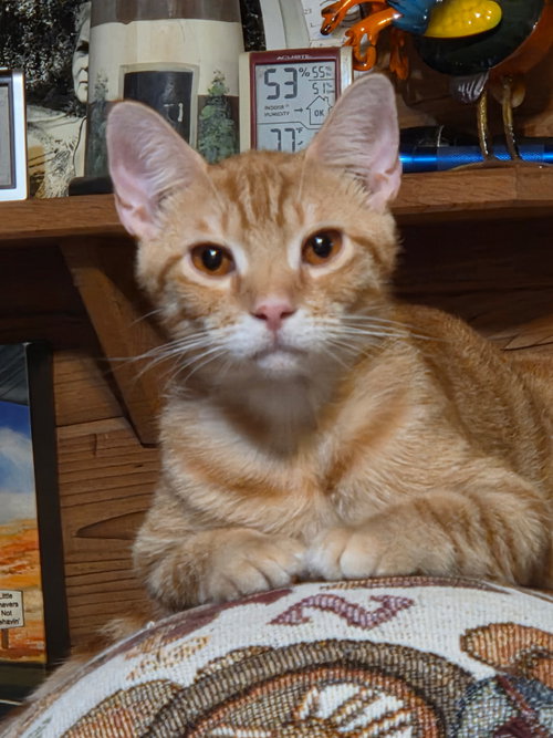 Photo 3 of Copper