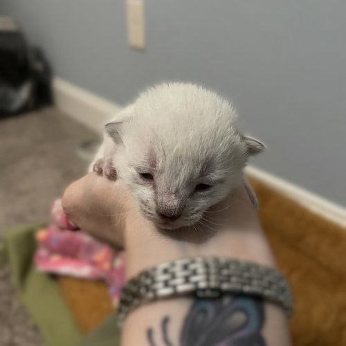 Clarabell, an adoptable Domestic Short Hair in Blairsville, GA
