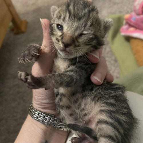 Toby, an adoptable Domestic Short Hair in Blairsville, GA