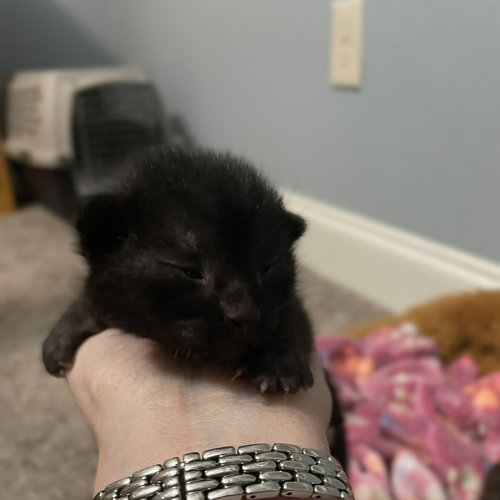 Zeke, an adoptable Domestic Medium Hair in Blairsville, GA