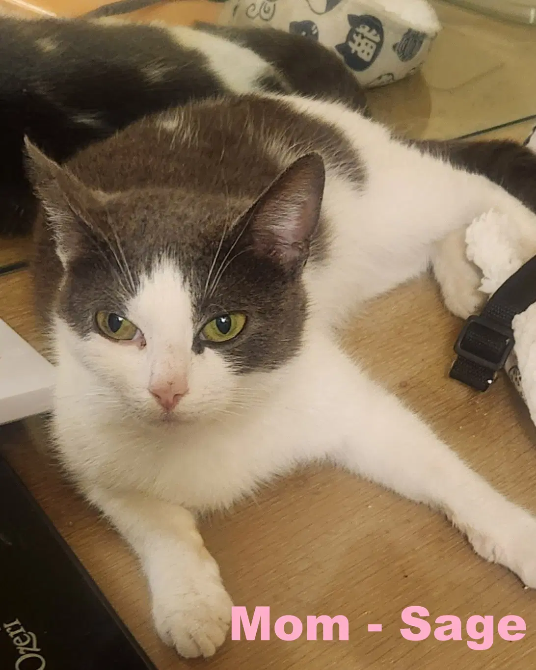 Sage - Domestic Short Hair