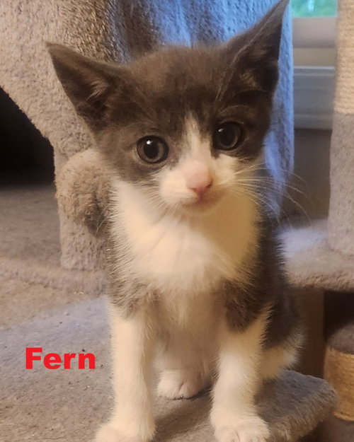 Fern, an adoptable Domestic Medium Hair in Blairsville, GA