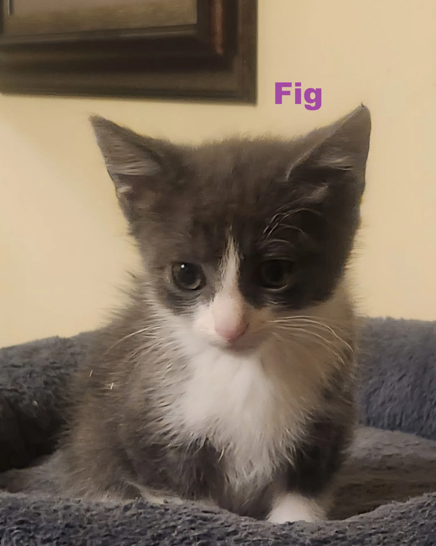 Fig