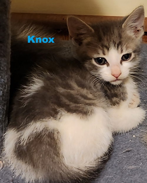 Knox, an adoptable Domestic Medium Hair in Blairsville, GA