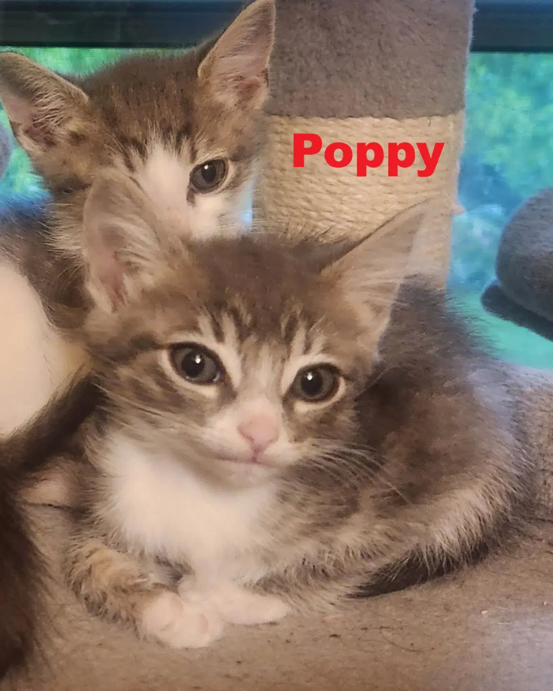 Poppy - Domestic Medium Hair