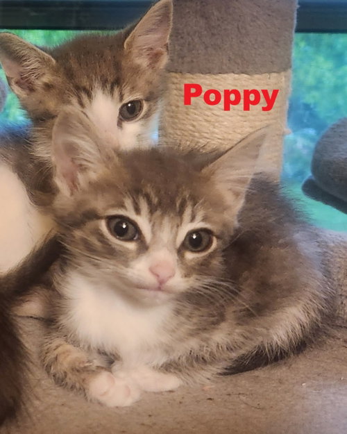 Poppy, an adoptable Domestic Medium Hair in Blairsville, GA