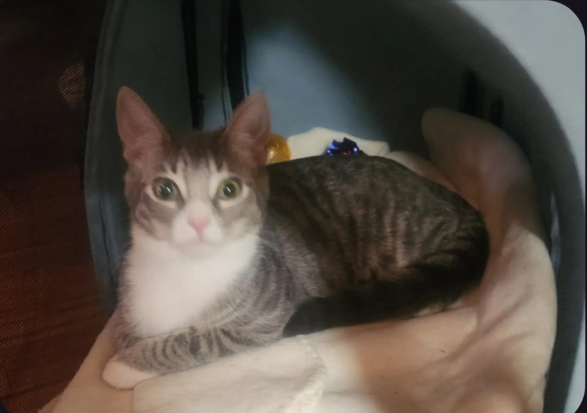 Poppy - Domestic Medium Hair