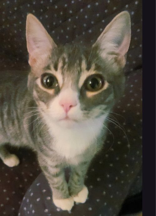picture of the cat needing adoption