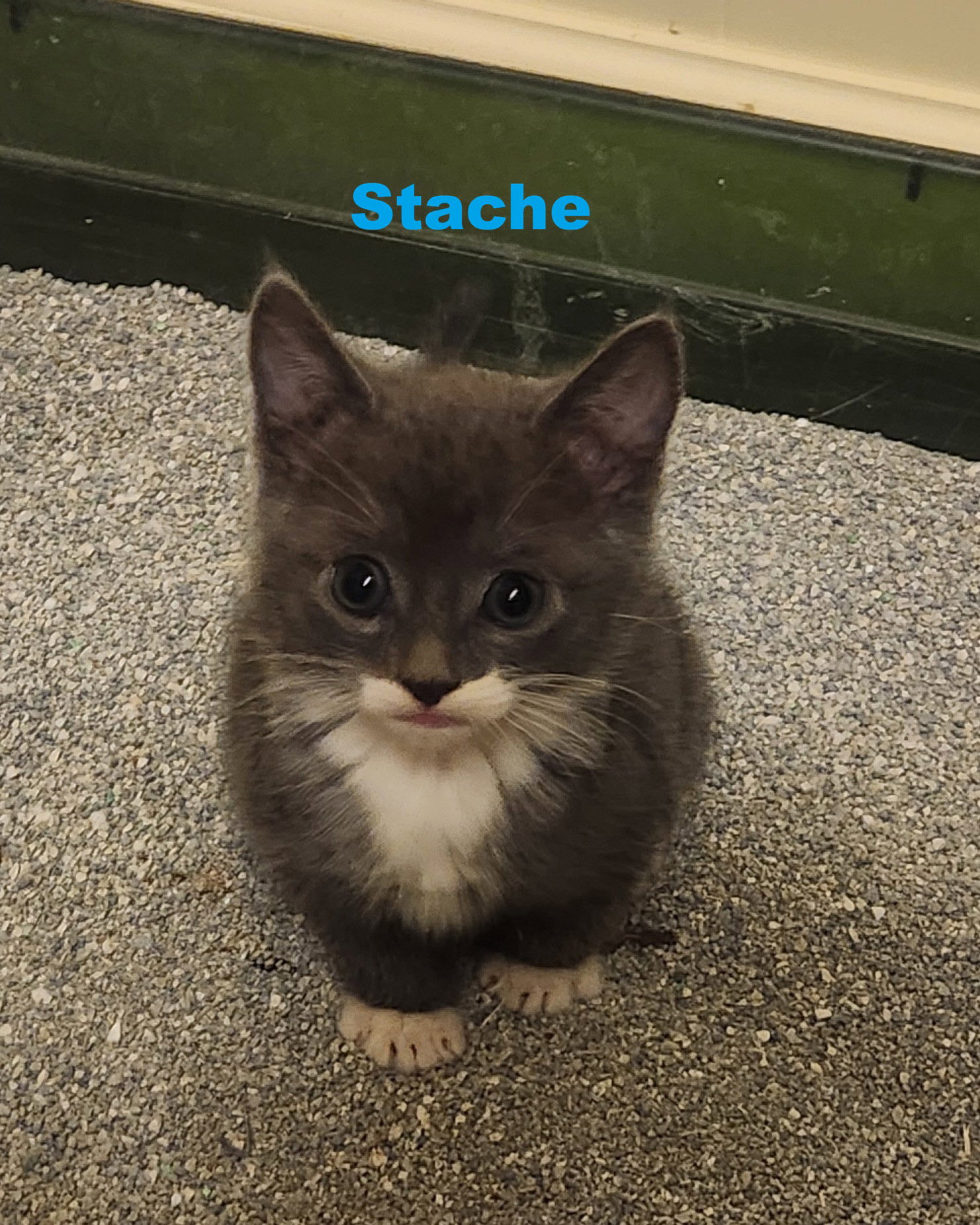 Stache