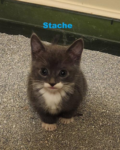 Stache, an adoptable Domestic Medium Hair in Blairsville, GA