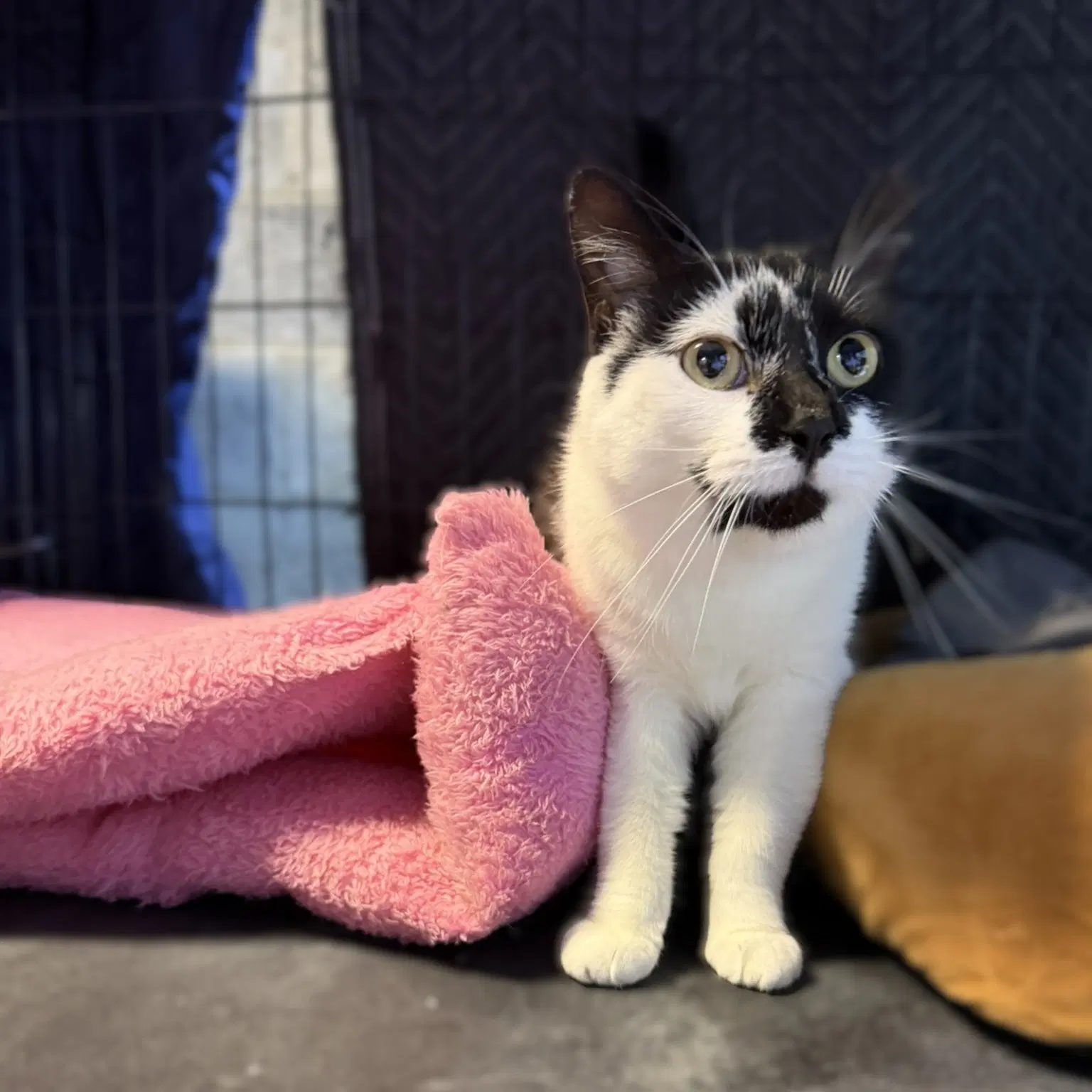 Cab  Caboose - Domestic Medium Hair
